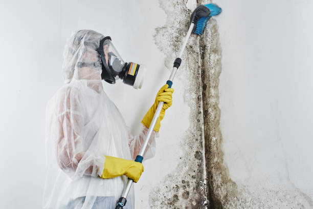 Best Residential Mold Remediation in Edwards, CO