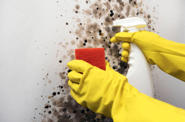 Best Residential Mold Remediation in Edwards, CO